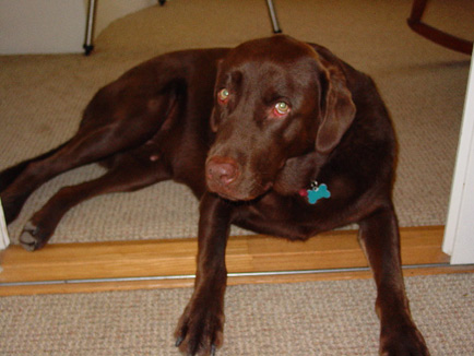 dog_eyes_talking