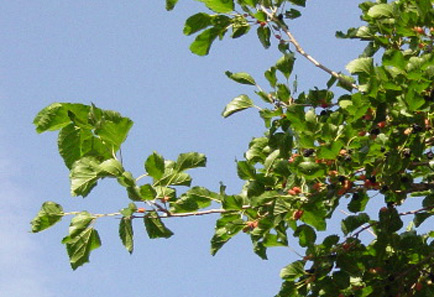 nebraska_plant_water_stress