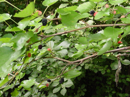 nebraska_seward_berries