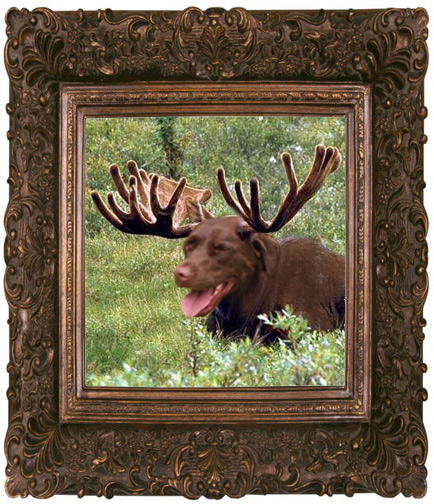 alphiemoose