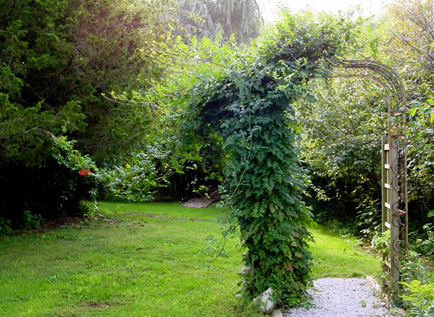 arbor_gone_wild