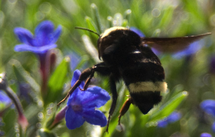 bee_up_close