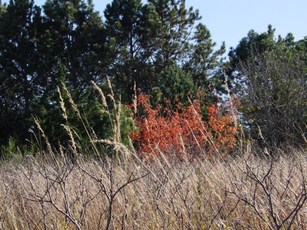 beautiful_autumn