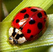 harmonia_axyridis_108