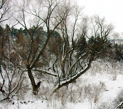 twisted_willows