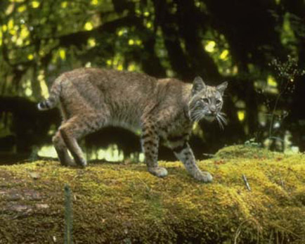bobcat