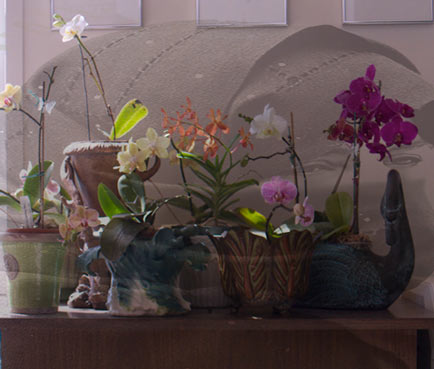 flowers_and_veil