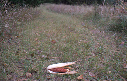 meager_corn