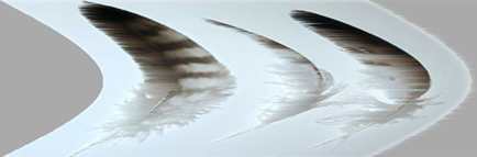 wind_blown_feather