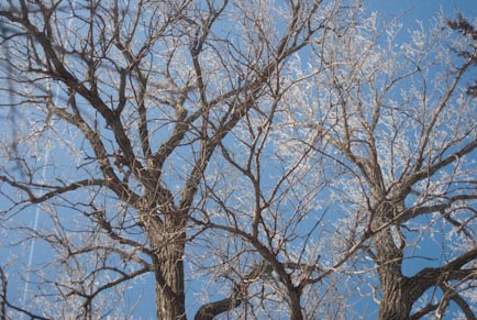 Nebraska Trees Winter 2010