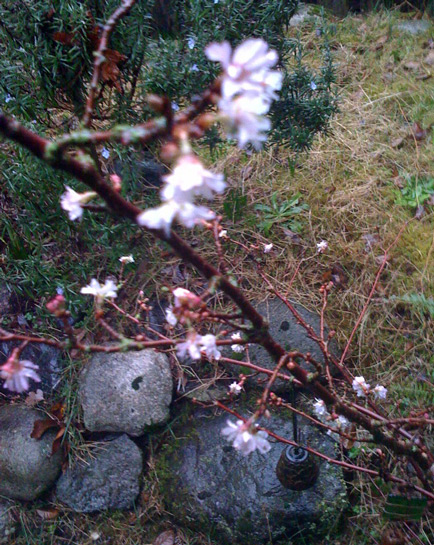 seattle_blooming