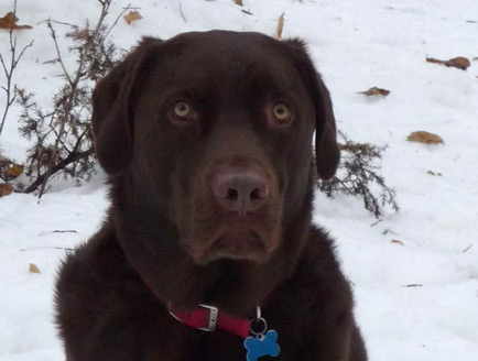 the_good_dog