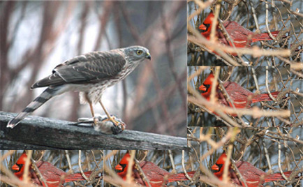 hunting_hawk_and_hiding_birds