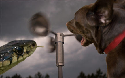 alphie_and_snake_in_storm