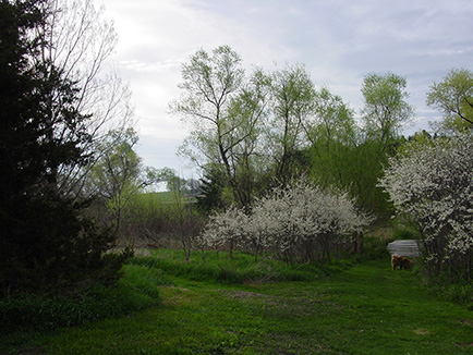 sanctuary_plum_blossoms