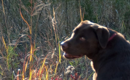 golden_dog