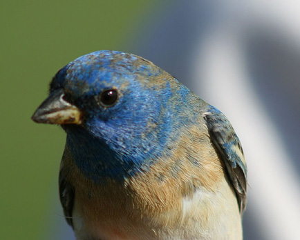 lazuli_bunting