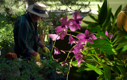 orchidophile