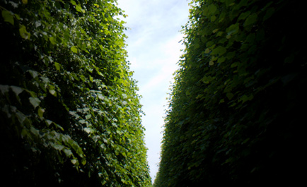 a_narrowing_path
