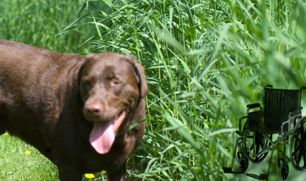dog_and_chair