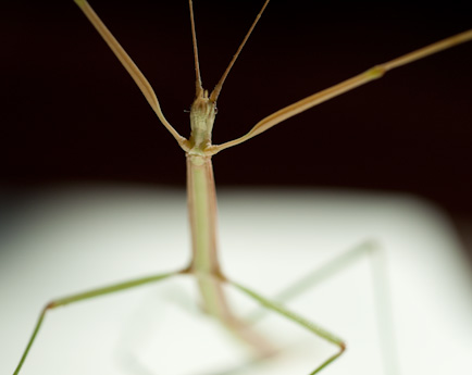 dsc_0016 Stick Bug In Seward County, Nebraska